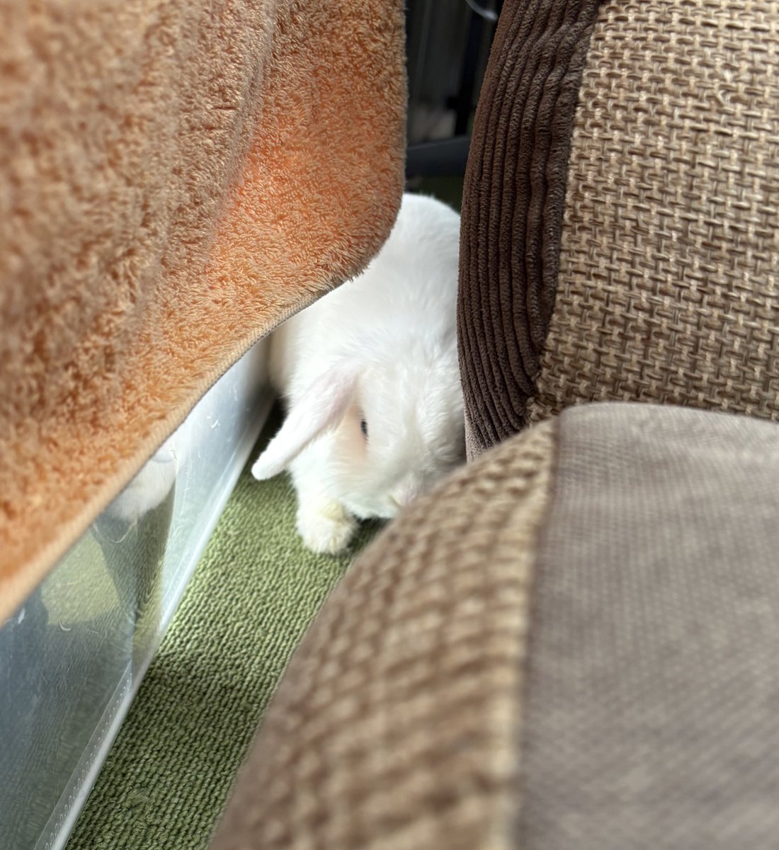 ねこのこ　修復うさぎさんと王子様うさぎさん ねこのこ様専用 修復うさぎさんと王子様うさぎさん