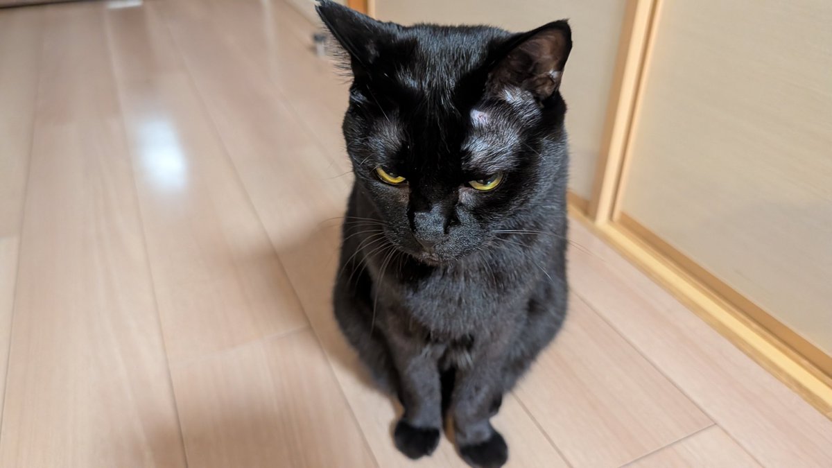 GWcats's tweet photo. お正月からおでこに小さい怪我をしてたヴェルスパー。
チーちゃんのパンチでできたんだと思う。
仲いいんだか、悪いんだか😆 https://t.co/A9YPJaRQCd