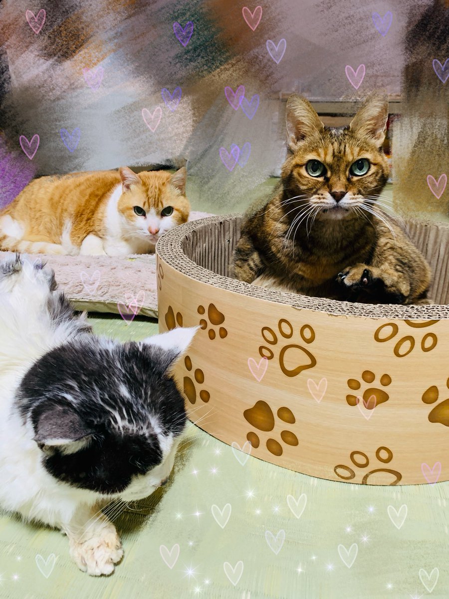🌟🐈かわいい💕かわいい🐈🌟 🍬🍬たからもの🍬🍬 #猫好きさんと繋がり