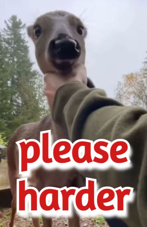 mfing deer girl 2sday tweet media