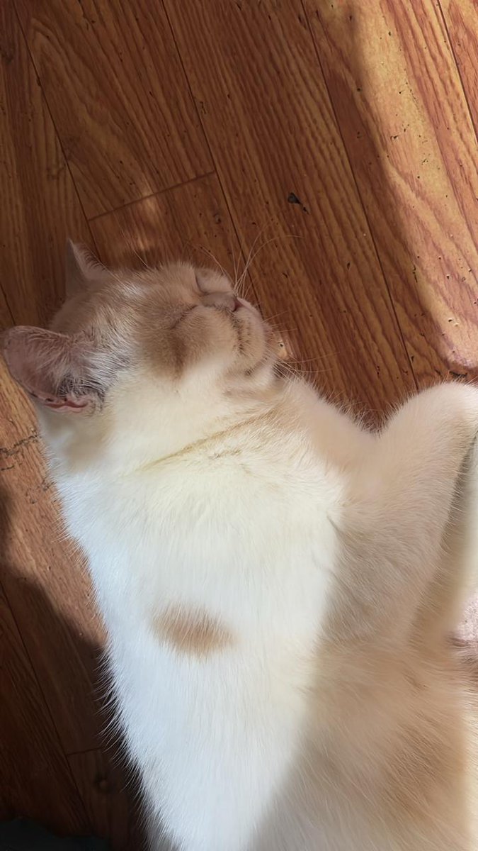 samstrashhh's tweet image. ngurus fraksi di 3 serper sekaligus bilek