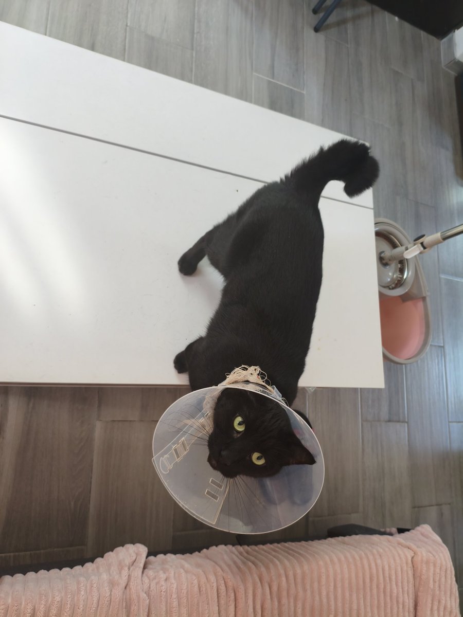 Panteris🐆✨ // COMSS OPEN tweet media