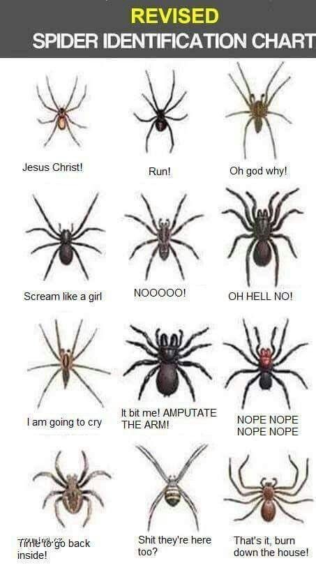 BunnieKat1962's tweet image. #Spiders 
#Funny