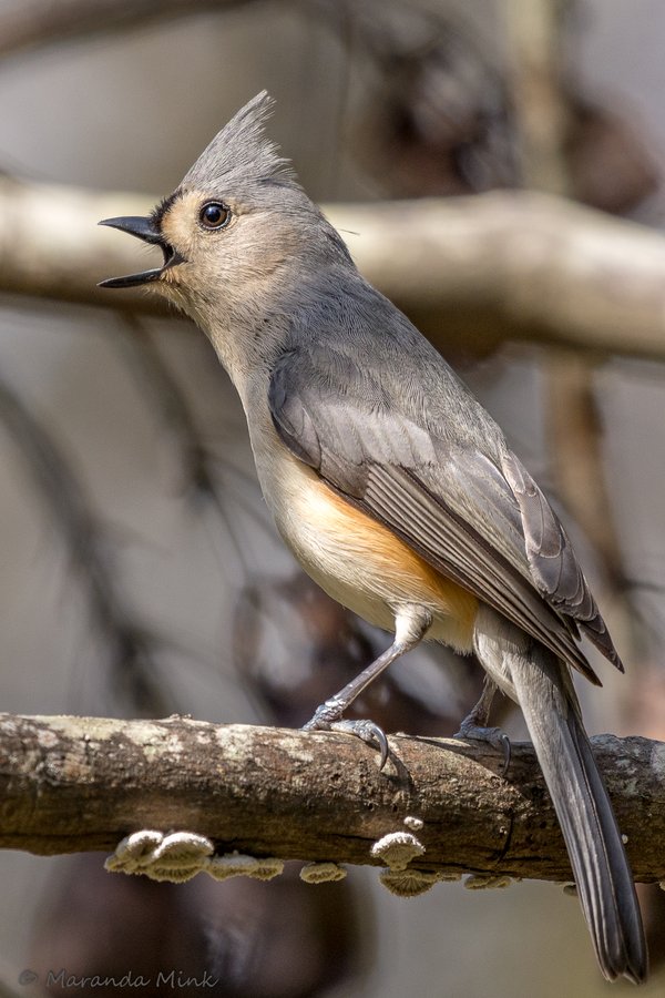 Marandamink's tweet image. A handsome Tufted Titmouse belting out his favorite tune.