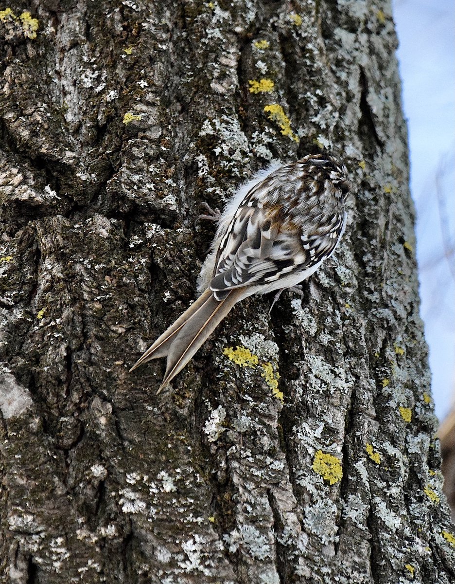 AShields_Devoir's tweet image. Il est petit, puisqu'il atteint tout au plus 13 cm de longueur. Le grimpereau brun est aussi bien adapté pour le camouflage sur les arbres, comme on le voit ici. On peut l'observer, même en hiver, grimpant du bas vers le haut des arbres. NB: Photos prises à l’île Sainte-Hélène.