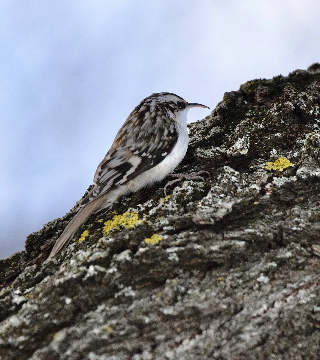 AShields_Devoir's tweet image. Il est petit, puisqu'il atteint tout au plus 13 cm de longueur. Le grimpereau brun est aussi bien adapté pour le camouflage sur les arbres, comme on le voit ici. On peut l'observer, même en hiver, grimpant du bas vers le haut des arbres. NB: Photos prises à l’île Sainte-Hélène.