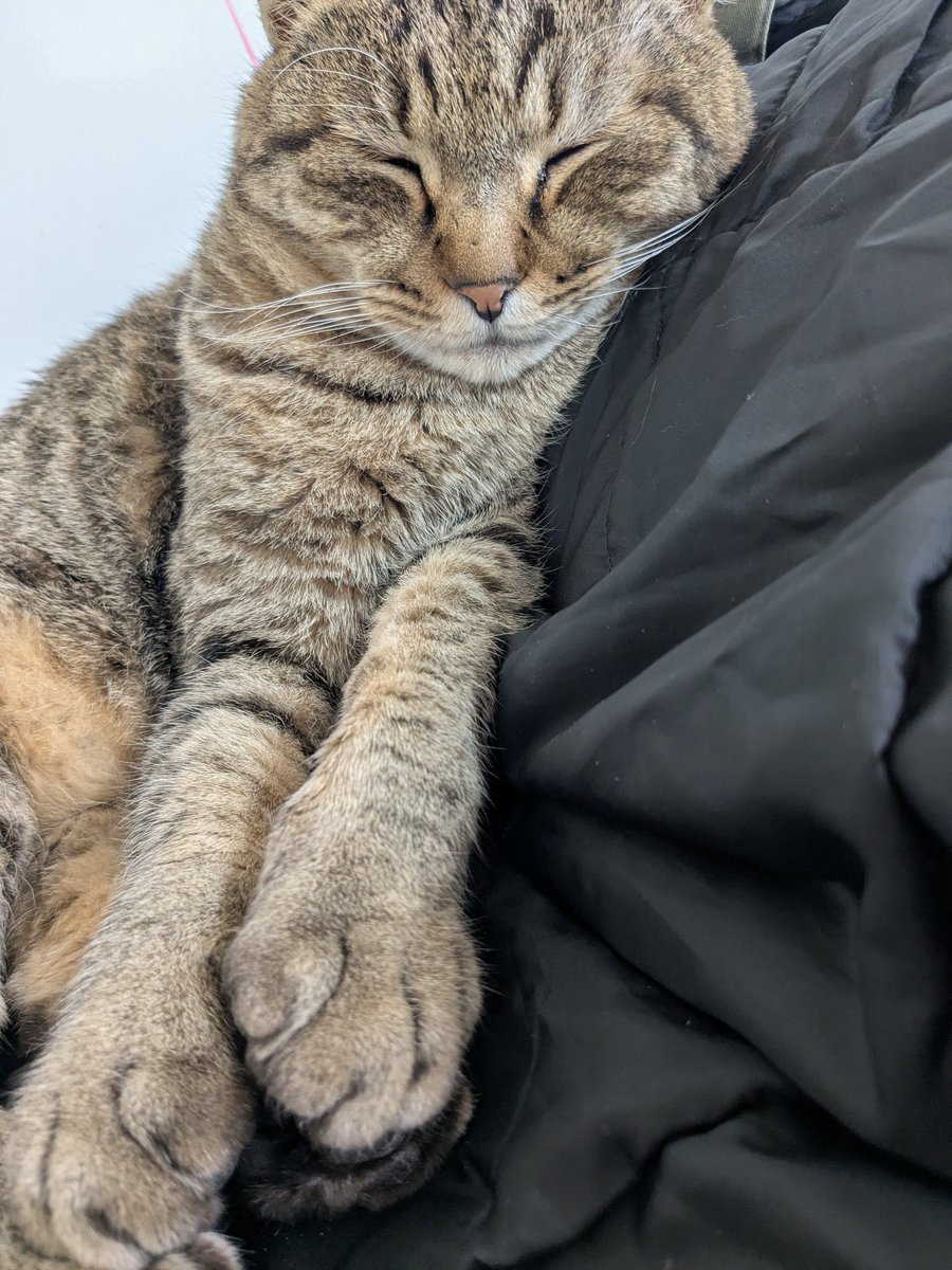 北の熊太郎……化石 (@kitakumagosyuin) / Posts / X