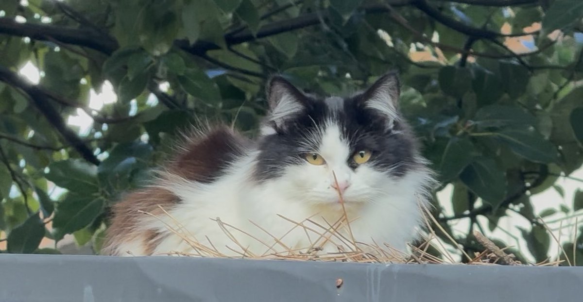 Post by motohiko sakaguti on X: ネコ🐱