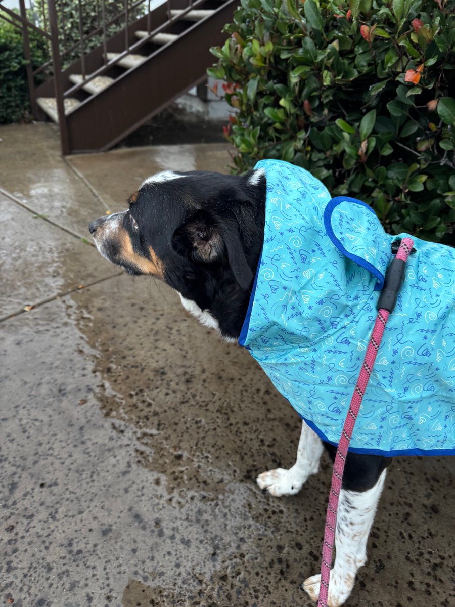 MayleePup's tweet image. Hello friend. If a parsley farmer gets sued can that Garnish his wages? Hahaha, I’m not looking 👀