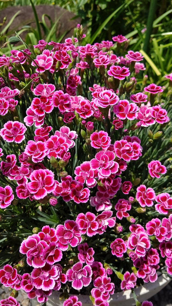 ピーちゃん (@0yVZmRSzOaBhWvP) / Posts / X