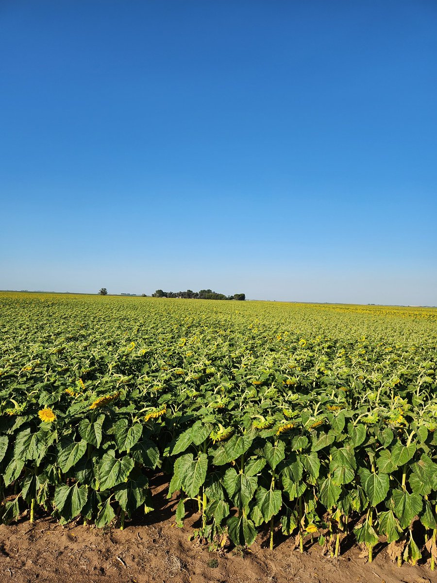 Un poco de la recorrida de hoy por los pagos de Trenque 🇦🇷 junto con José.
Recria pastoril ✅️
Rodeo de Cría ✅️
Planificación de pasturas 2026 ✅️
#gentourwest #gentedepastos