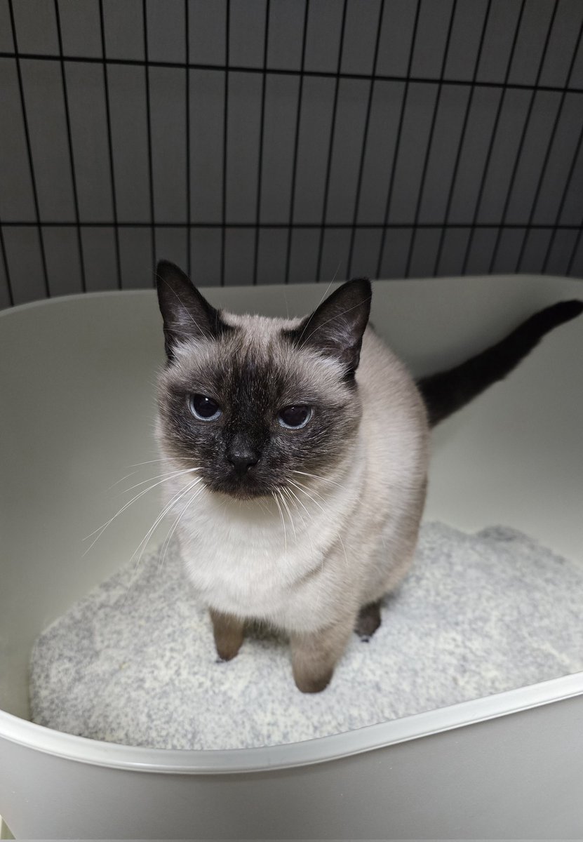 응가하는데 무슨 포켓몬 같아