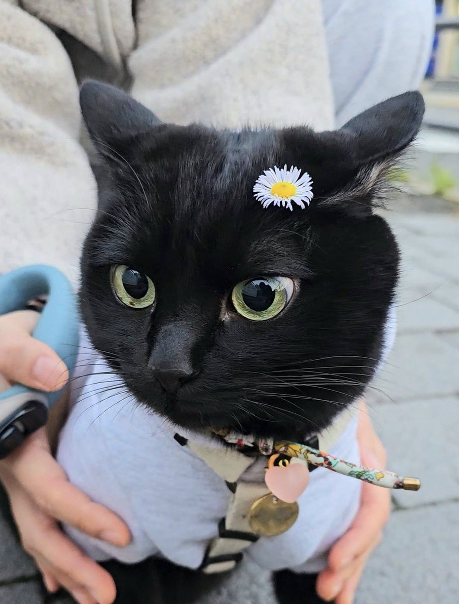 Black cats are not bad luck (@visualscat) on Twitter photo 