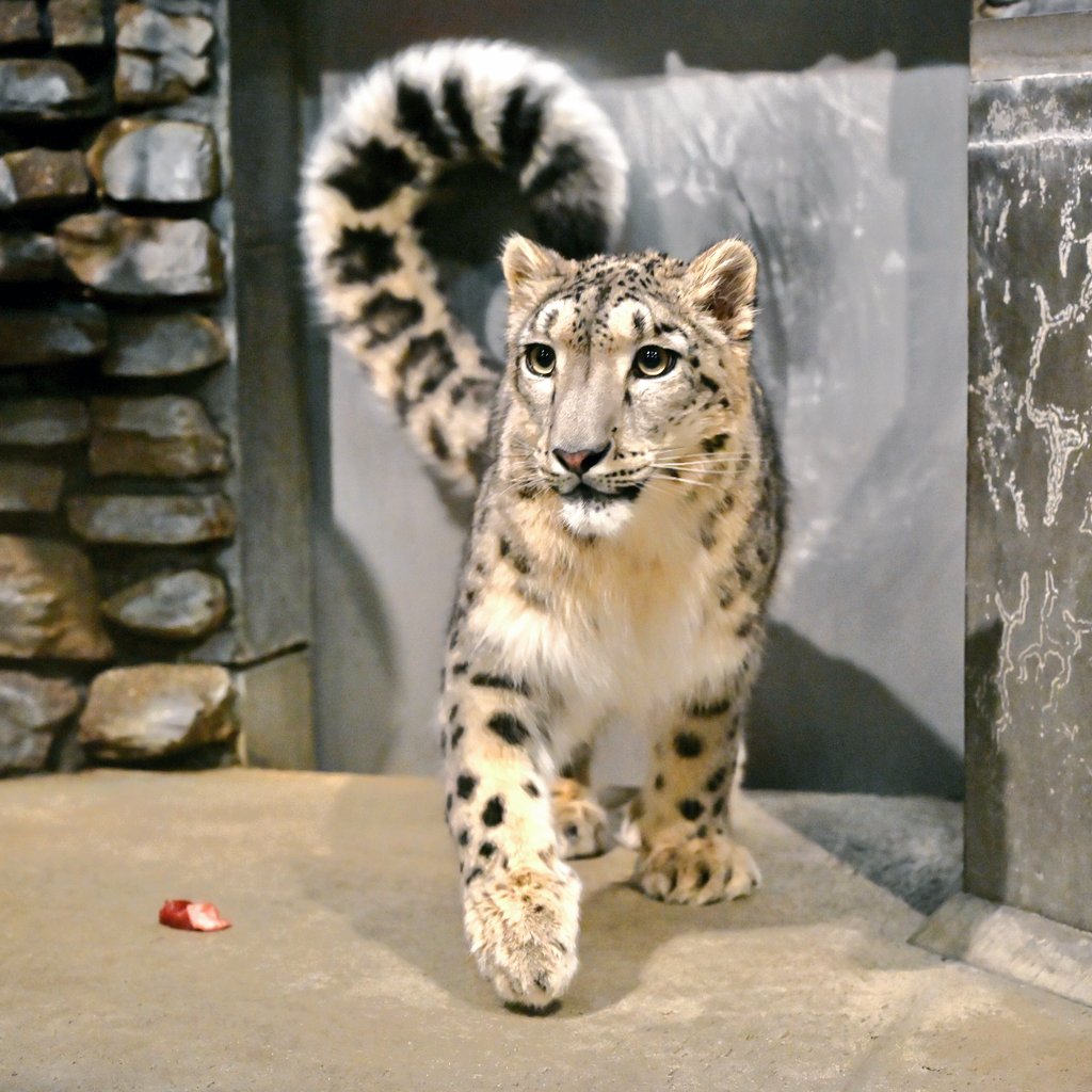 まんまるしっぽ

#いしかわ動物園
#ユキヒョウ
#ヒメル