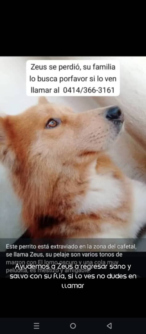 #Caracas
#ElCafetal

🚨🚨🚨 SE BUSCA 🚨🚨🚨 
Este perrito se extravió en el Cafetal.El pelaje es de varios colores,lomo oscuro y cola larga y bien poblada.
Favor difundir🦊🙏🏻🙏🏻🙏🏻
Gracias🇻🇪🥹🫂