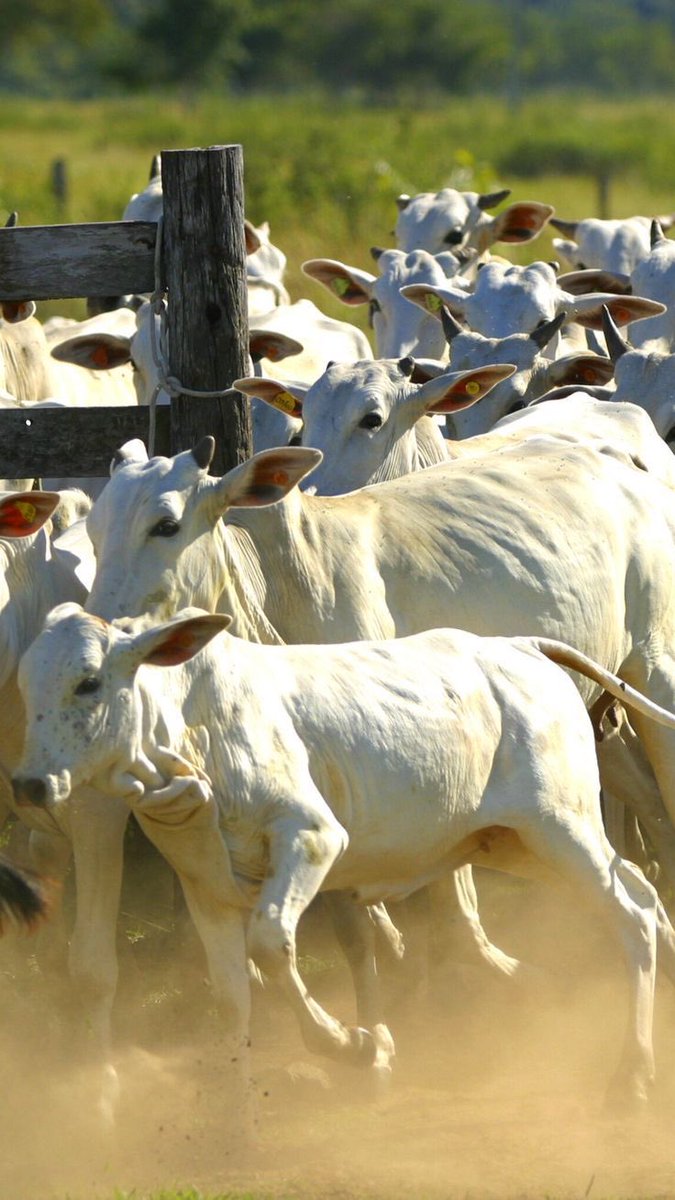 choquei's tweet image. 🚨AGORA: Brasil ultrapassa os Estados Unidos como maior produtor de carne bovina do mundo.