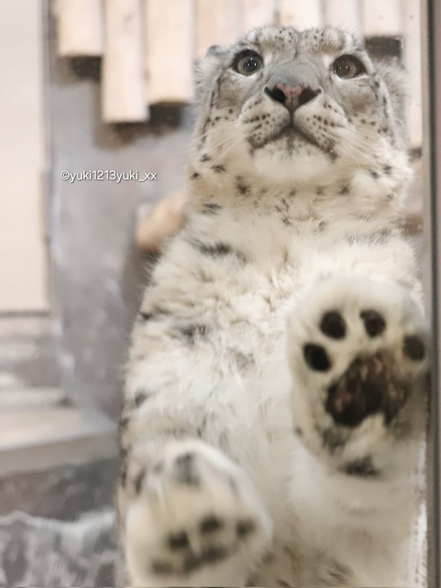 Yukiページ ジーマ 🐾 📷2026/1/7 #いしかわ動物園 #ユキヒョウ
