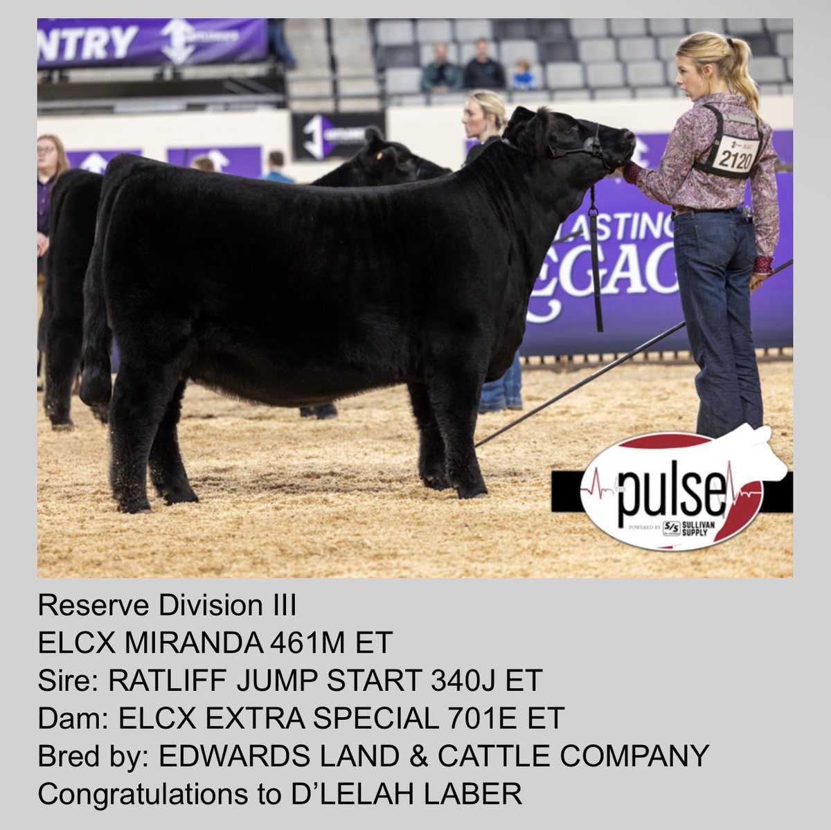 mattlautner's tweet image. #OKC #Limousin #Jumpstart #MLCSires