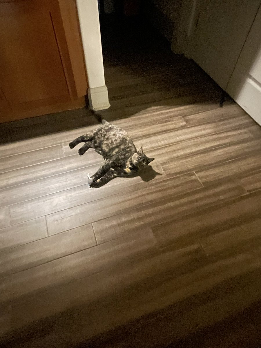 patchie pie 🥧 tweet media