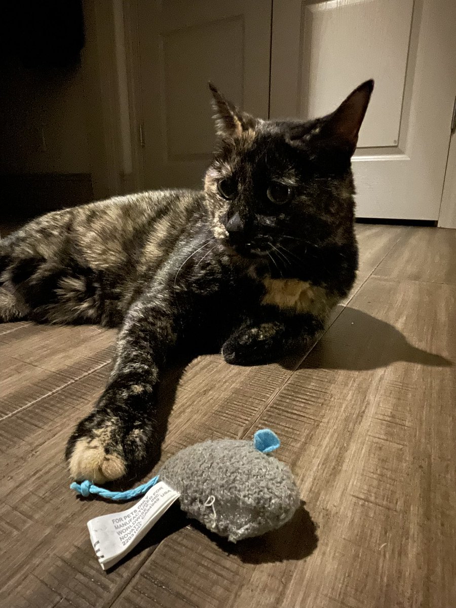 patchie pie 🥧 tweet media