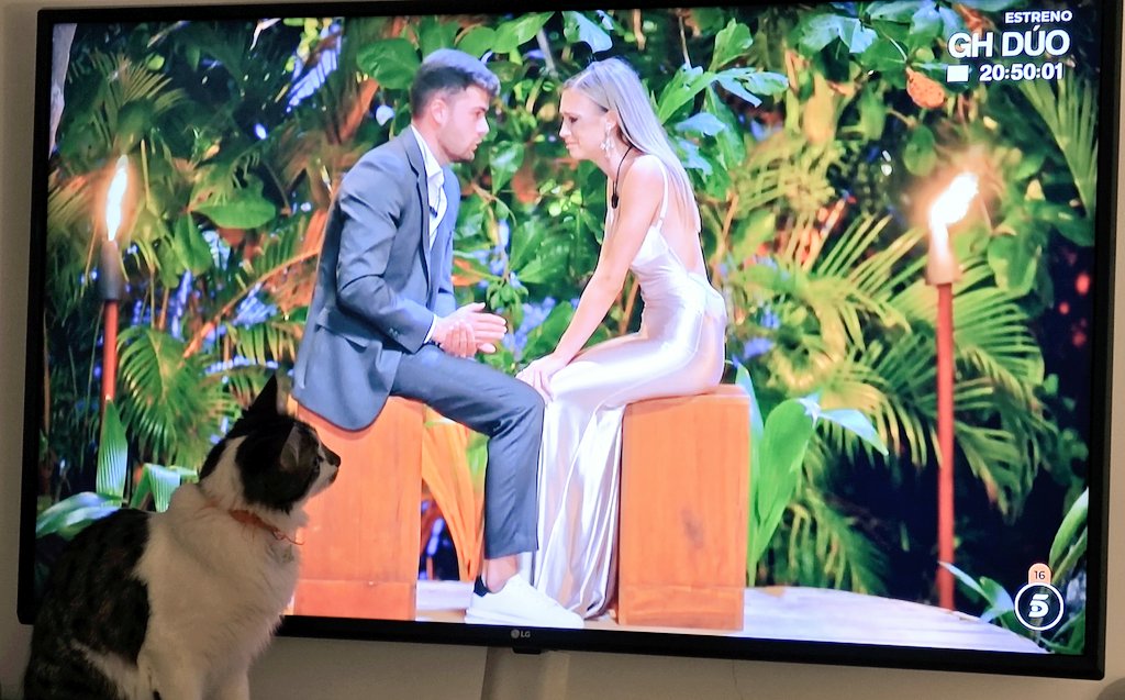 nerearalou's tweet photo. Hasta mi gata está enganchada a esta hoguera 
#LaIslaDeLasTentaciones25 https://t.co/AzX8laCcfb