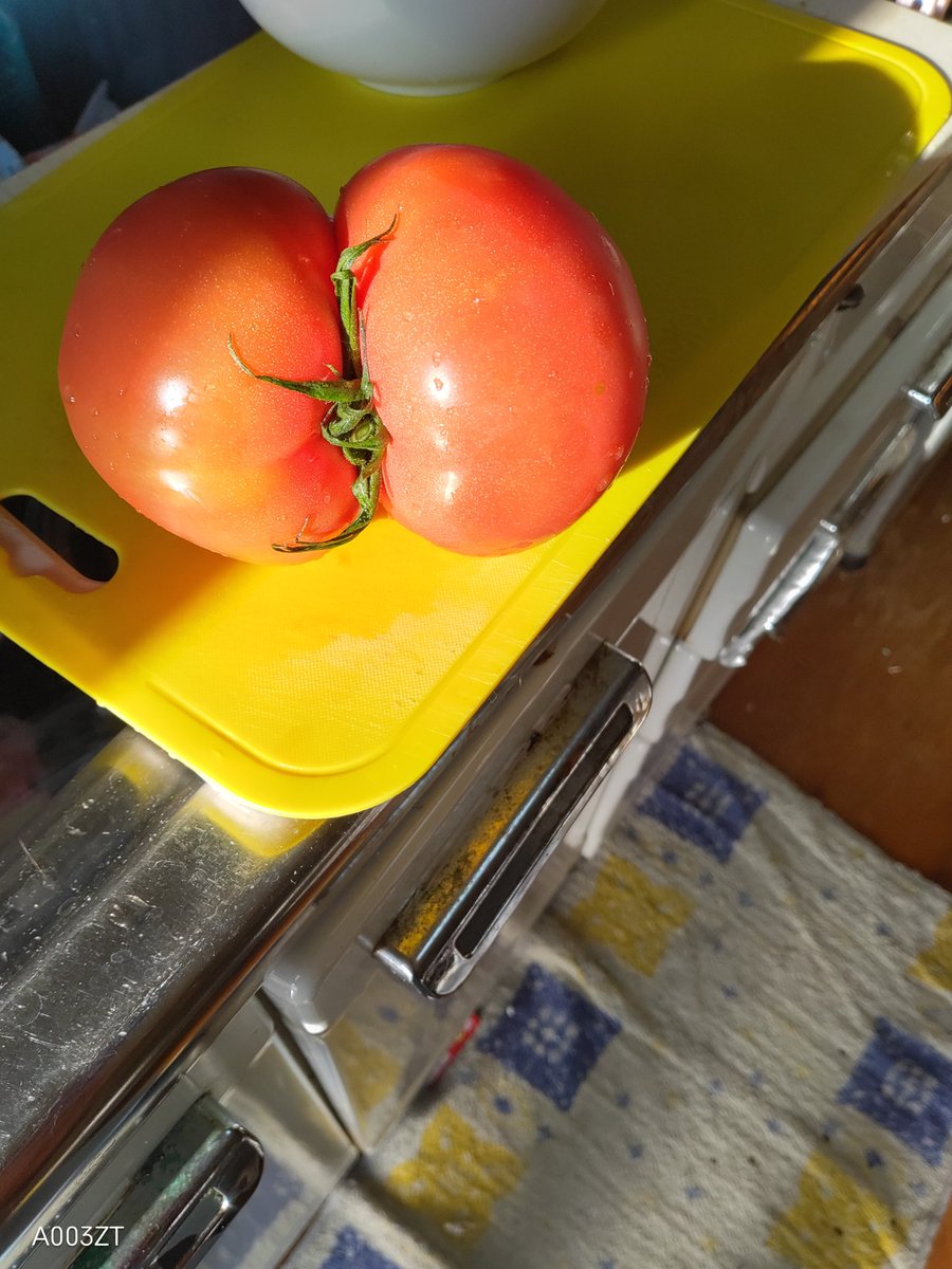Grace18202077's tweet photo. 農家のトマト🍅決して離れない？春から縁起がいいような😻ま、このあとバッサリふたつに切って食べますが！😆 https://t.co/eKJCRZCqnD