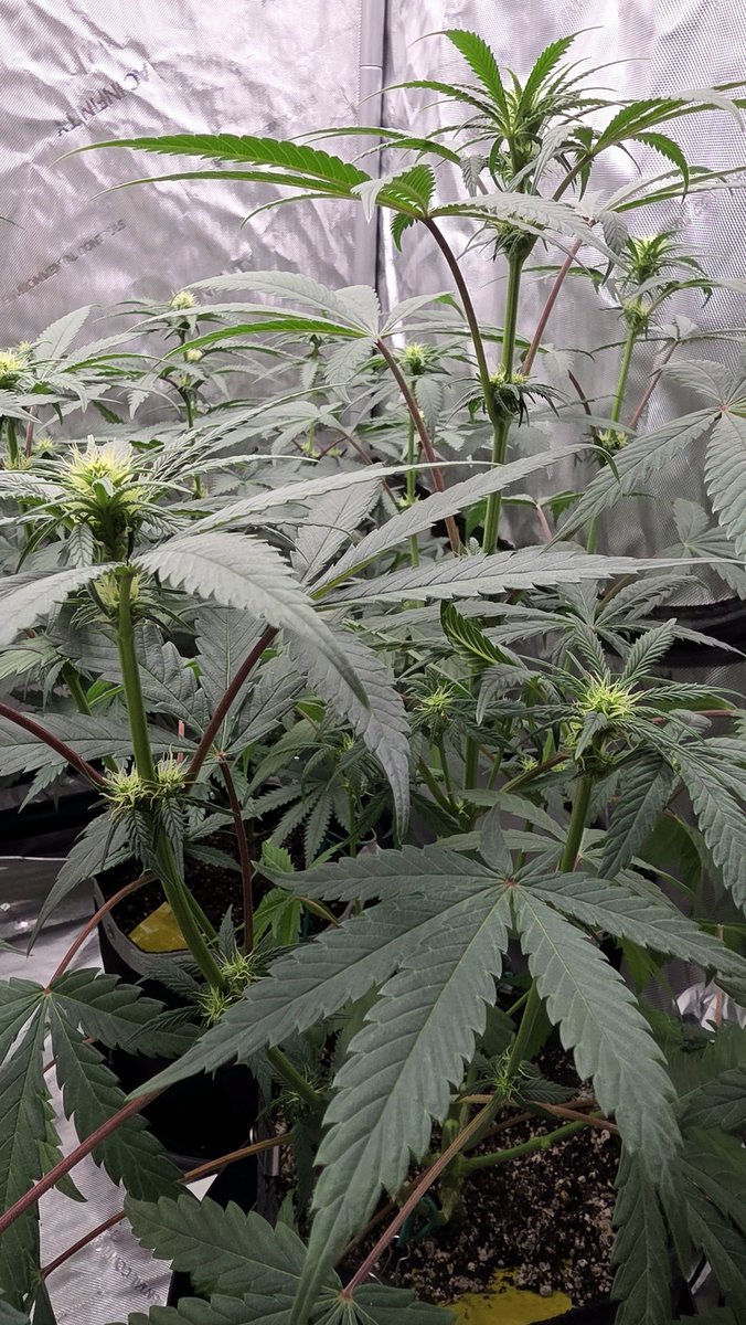 AlienFogMachine's tweet image. Just growing some flowers