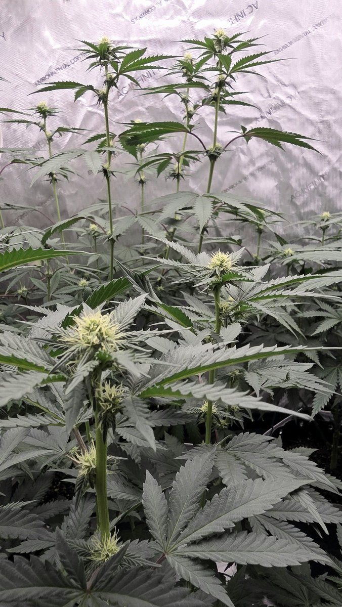 AlienFogMachine's tweet image. Just growing some flowers