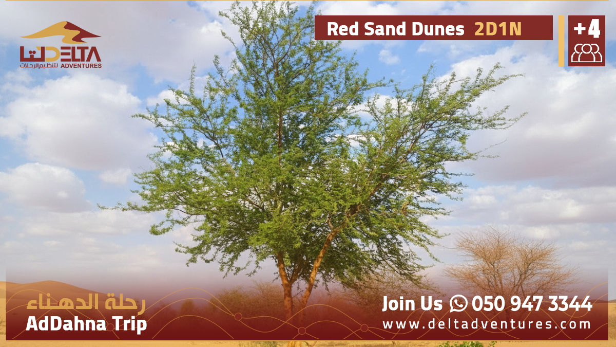 DeltaDventures's tweet photo. Talh: The Architect of Shade in Ad-Dahna.
The Najdi Talh (Acacia gerrardii) is the ultimate source of shade and life in the Imam Abdulaziz Reserve. A majestic tree that braves the toughest conditions.
#Talh #ImamAbdulazizReserve #AdDahna #Acacia #DesertGiant https://t.co/gYbQemEFPx