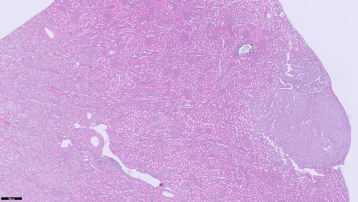 Ankur Sangoi tweet media