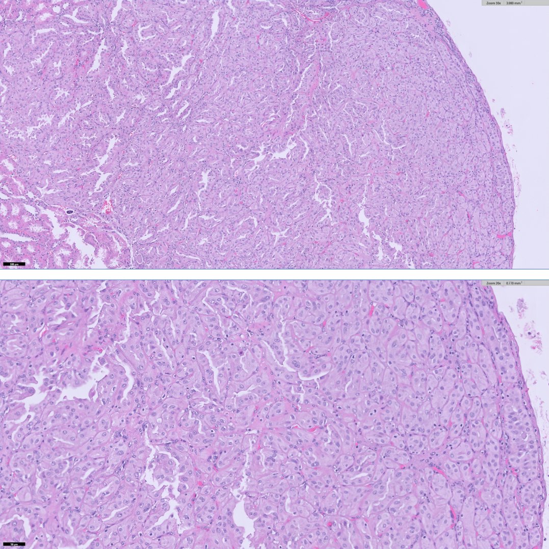 Ankur Sangoi tweet media