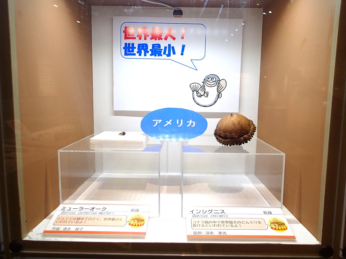 茨城県自然博物館　友の会 tweet media