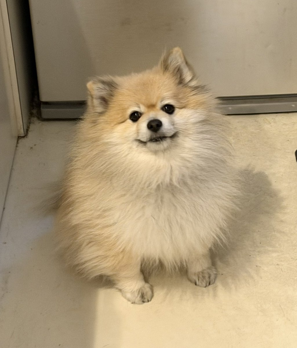 デカポメ🐶⛩️ポルくん🗼 (@AccessoryshopF) / Posts / X