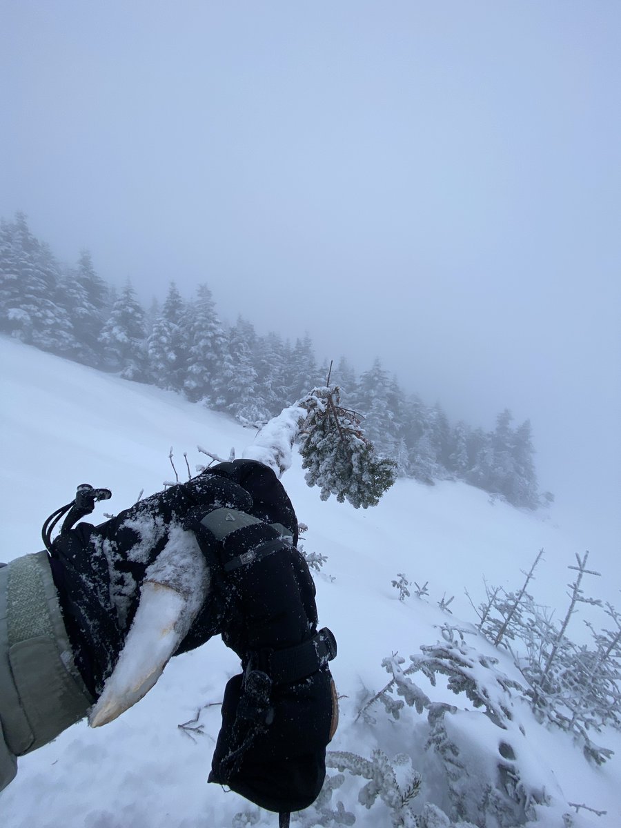Lincoln in the Adirondacks ⛷️ tweet media
