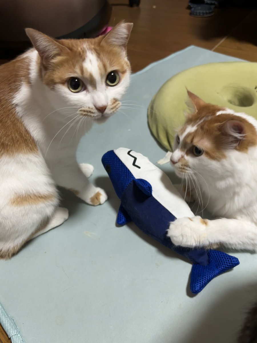 uryutouru's tweet photo. 猫のいる風景

いつの間にか親子の保護猫が増え賑やかな家に
長男坊は5つも年下の母猫におちょくられております
ネコとの触れ合いのないまま5年間1人だったからわからないんだよね  ネコとの距離感遊び方  可哀想にと思ってたけど

もう4年だよ https://t.co/eq7gyR7MXB