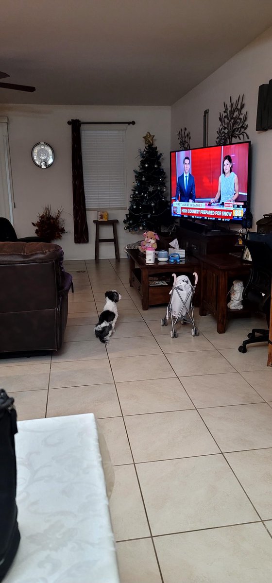rikmonreal's tweet photo. Pepe is suddenly interested in today’s #news @azfamily @JaredDillingham @NicoleCritesTV https://t.co/ilwzPfZxY7