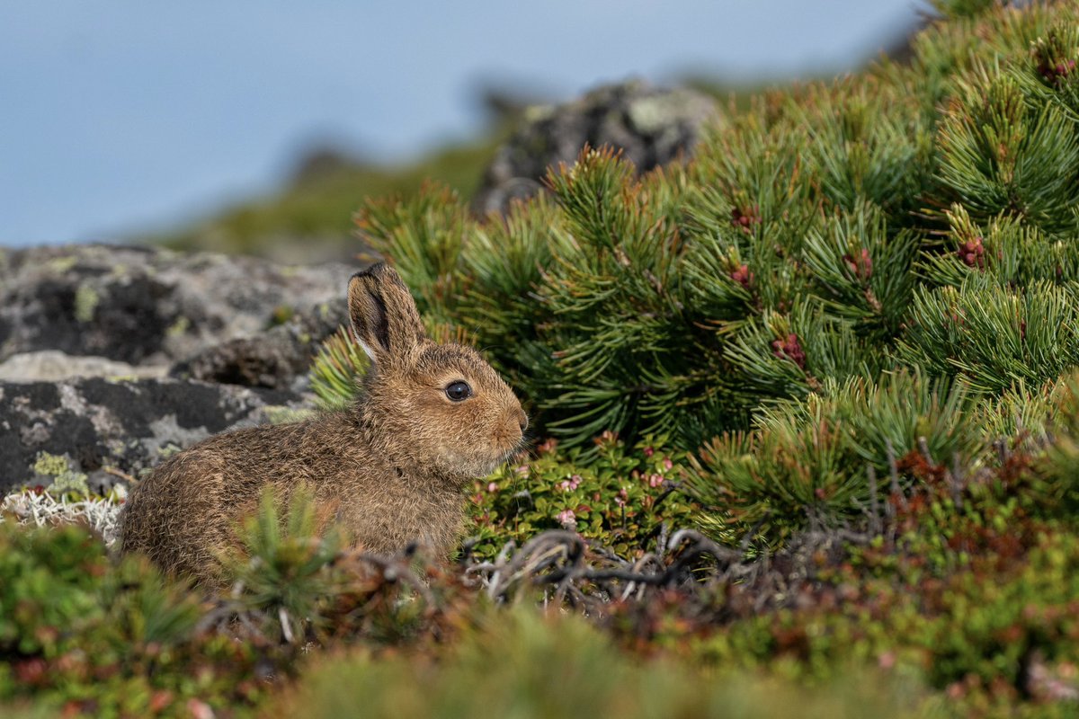 子ウサギ
#ユキウサギ
#エゾユキウサギ
#hare