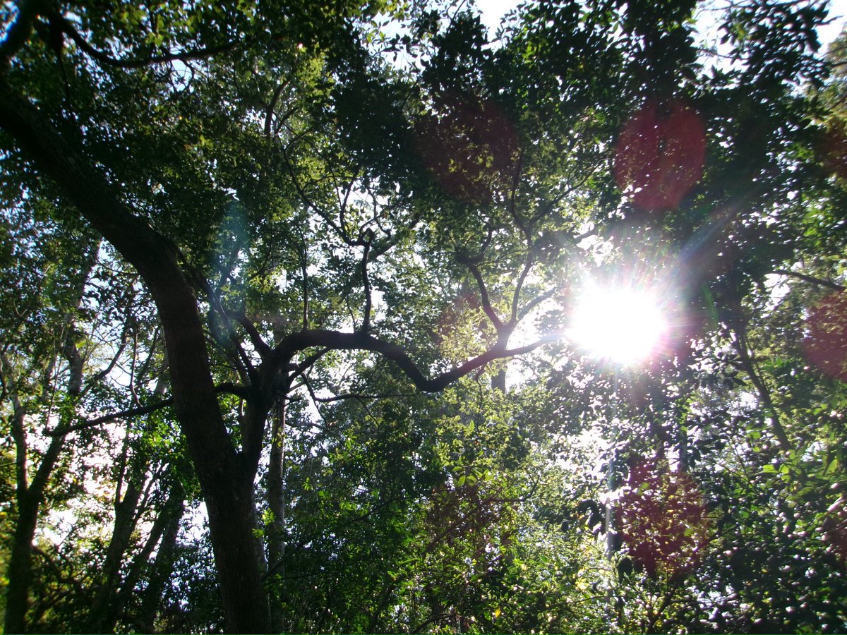 the trees will show you magic when you care