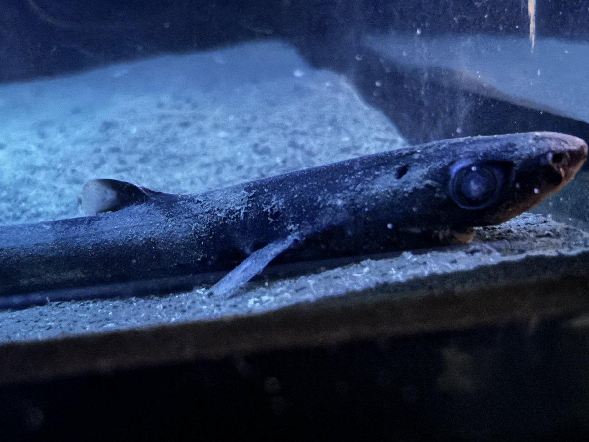 うおおおおおお！！！ カラスザメみたいなこういう系のサメって