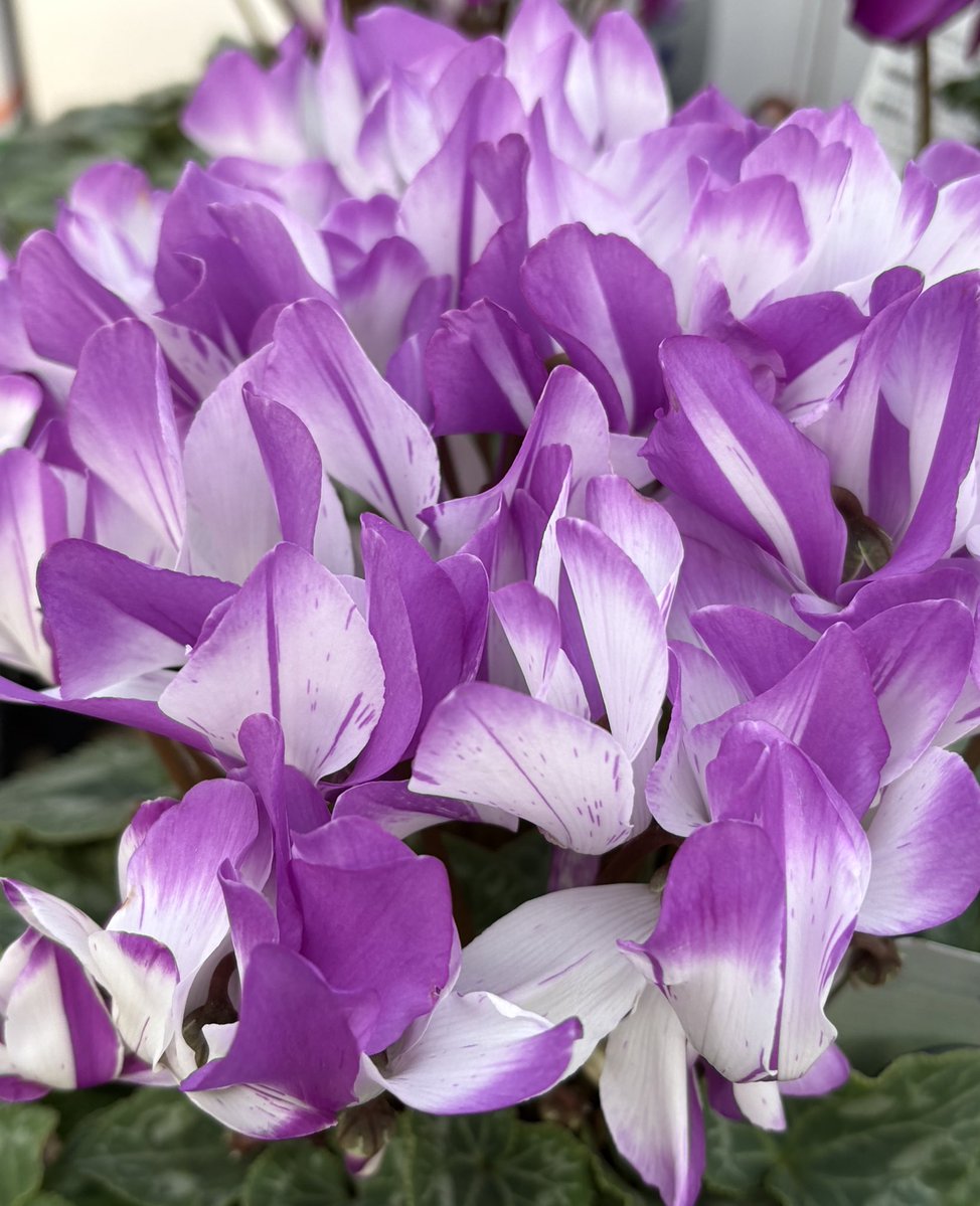 Al2o3_pinkruby's tweet image. 今日は一日中気温が一桁🥶
たまにお日様も指しますが
雨粒も飛んできます
学校　お仕事　気をつけて！