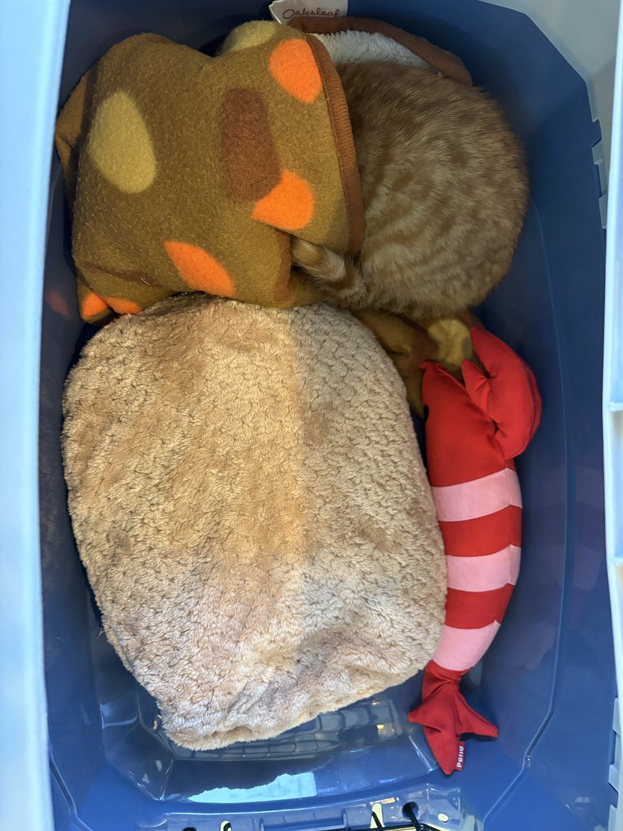 よっこ (@tukumoto819) / Posts / X