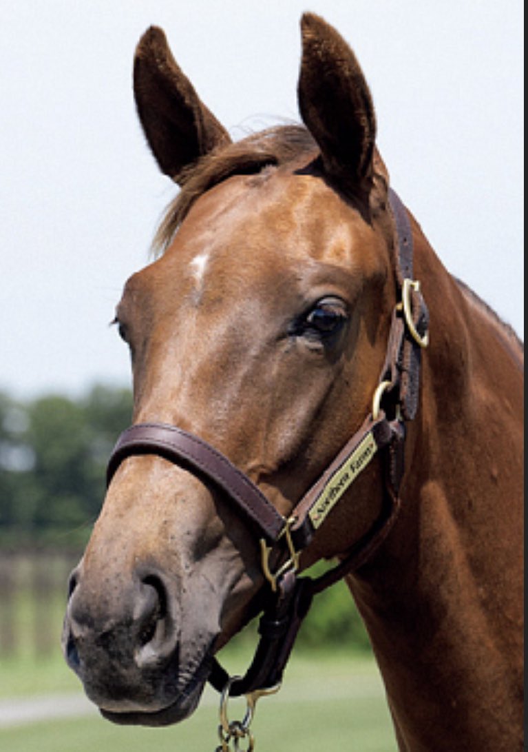 フェアリーS
本命◎決まりました！
抜群の操作性とあのキレのある末脚はもう
重賞階段をかけあがるイメージしか湧きません😍
写真でわかる人は言わないでくださいね😂

私のフェアリーS本命知りたい方は
①フォロー
②このポストに👍
③リポスト