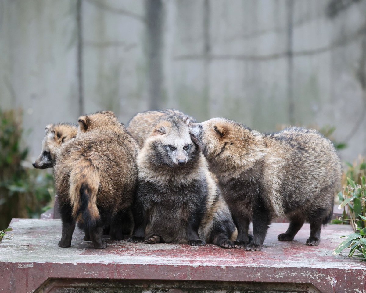 たぬきページ 仲良しタヌキ🍂🍂🍂 ＃東山動植物園 ＃ホンドタヌキ