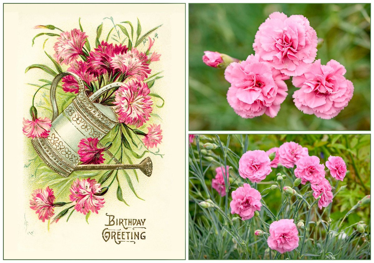 VenetiaJane's tweet photo. The carnation, Dianthus caryophyllus, is another birth flower of January. Dianthus comes from Greek dios (divine) and anthos (flower), while caryophyllus recalls the clove tree and its scent. In old folklore the pink carnation is a symbol of a mother’s undying love for her child. https://t.co/bdVzGztnuP