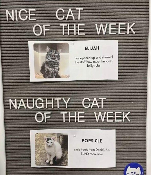 CatTikToks's tweet image. 