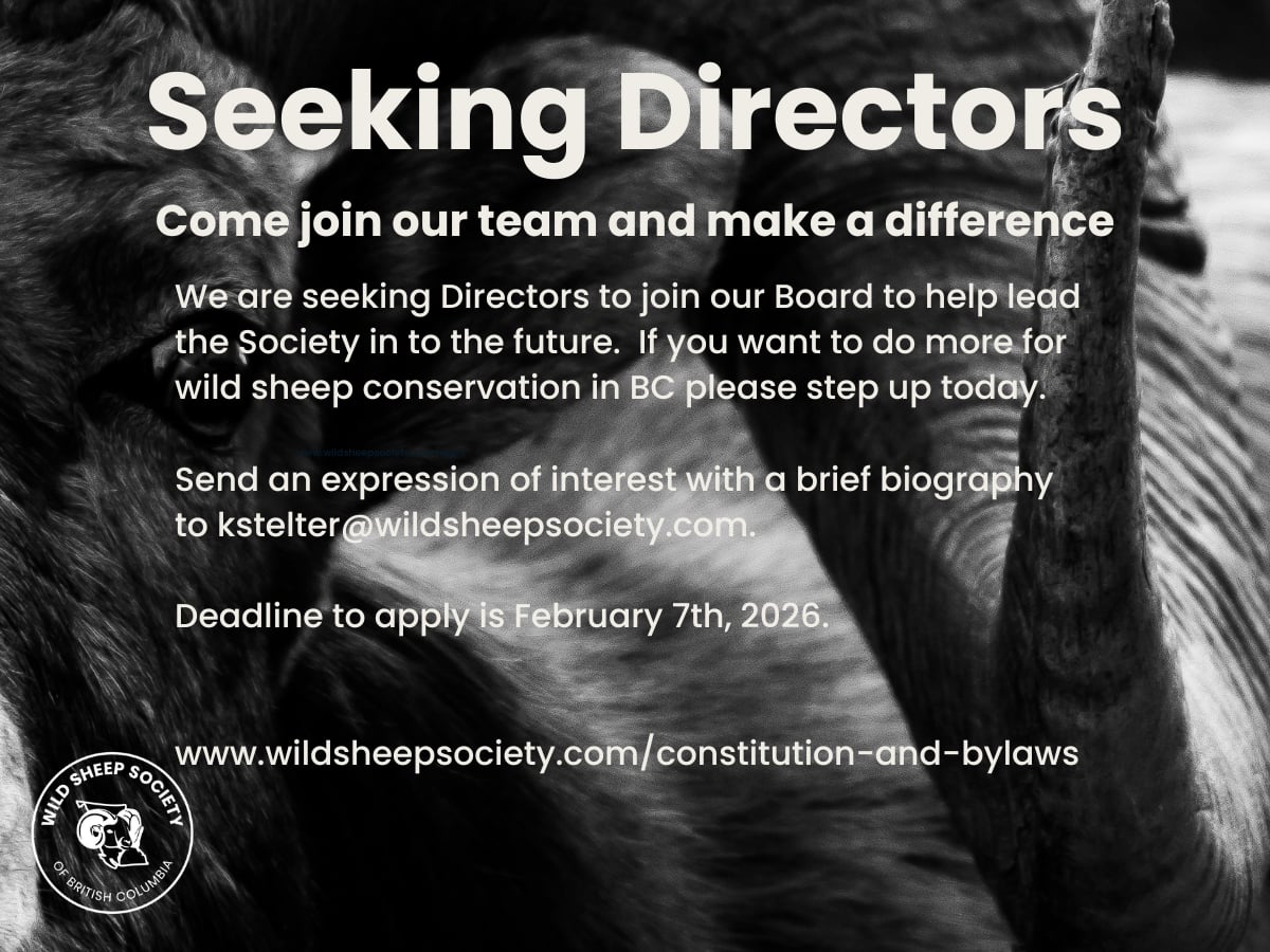 Wild Sheep Society of BC tweet media
