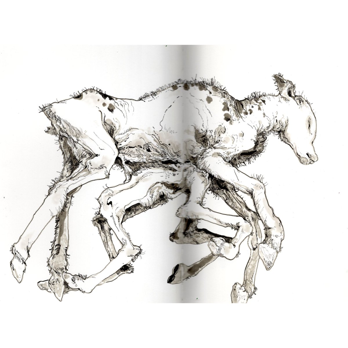 Musée Fragonard de l'École vétérinaire de Maisons-Alfort