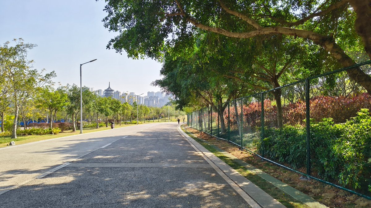 椰子树 tweet media