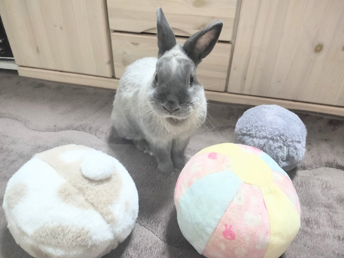 どのボールで遊ぼうかな🐰