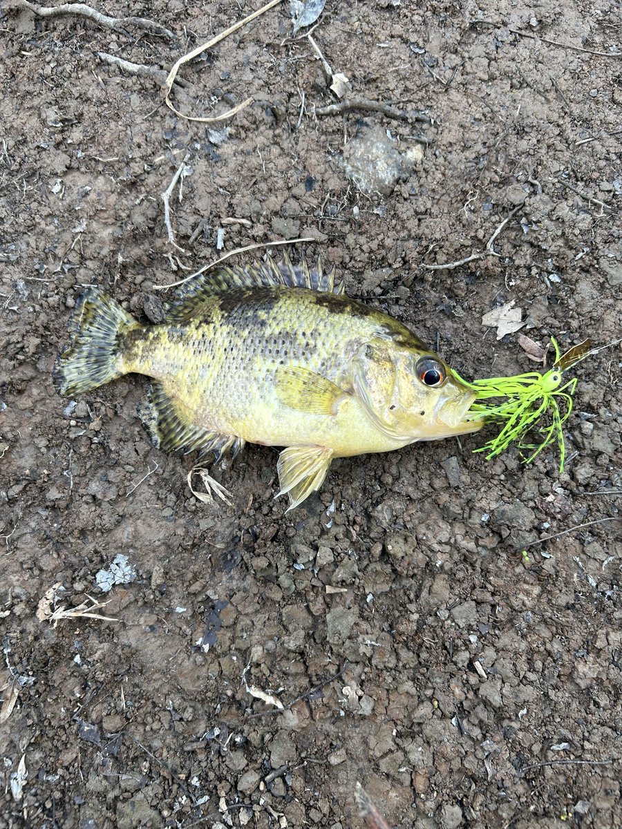 Went creek fishing today. 5 species caught. Most interesting was this what I assume is a warmouth with cool markings.